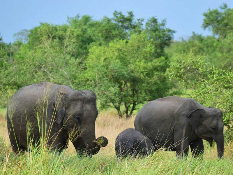 Wasgamuwa National Park