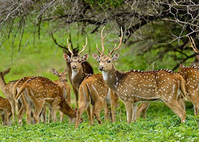 Maduru Oya National Park